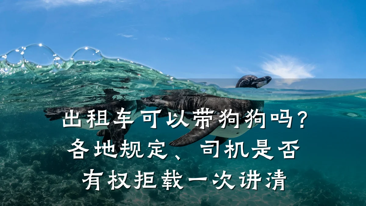 出租车可以带狗狗吗？各地规定、司机是否有权拒载一次讲清