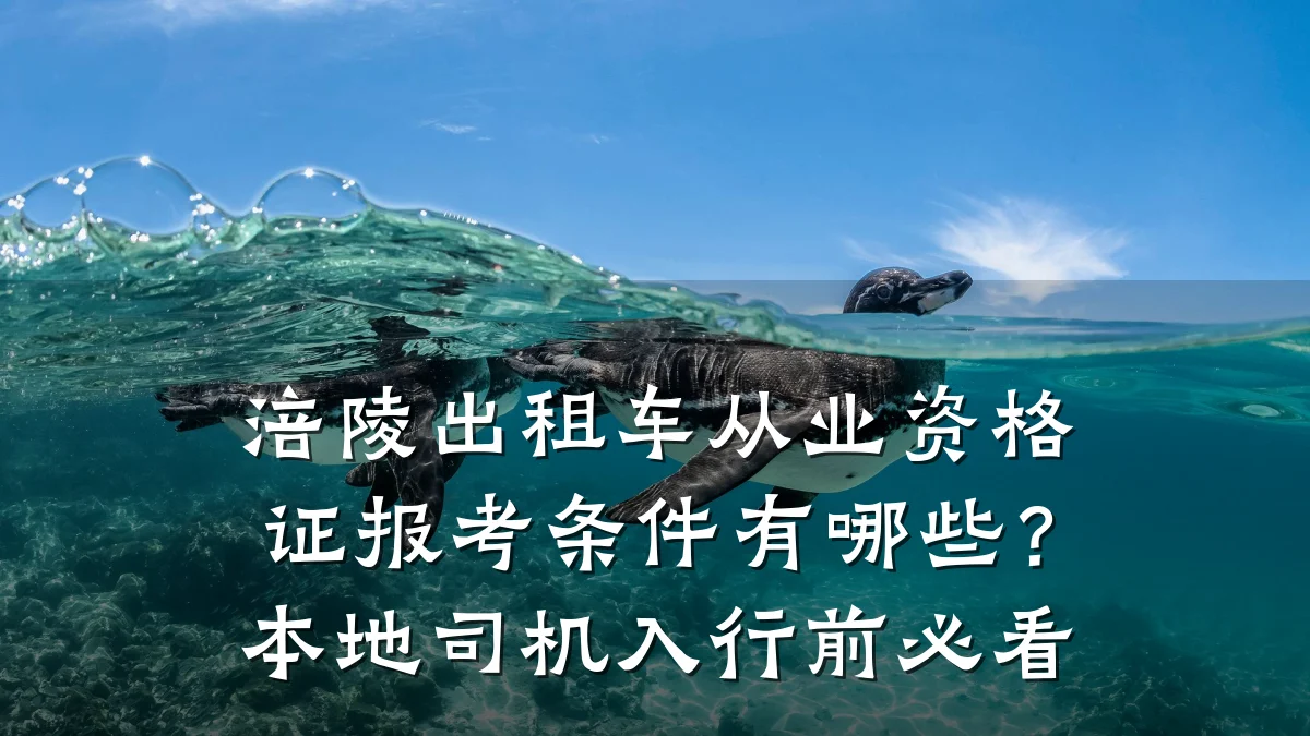 涪陵出租车从业资格证报考条件有哪些?本地司机入行前必看
