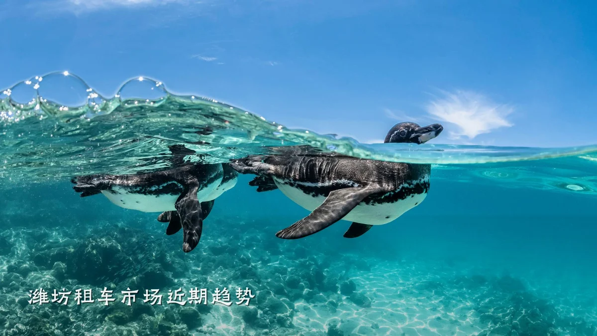 潍坊租车市场近期趋势