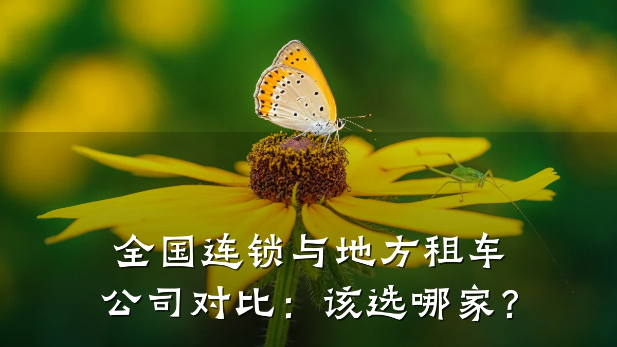 全国连锁与地方租车公司对比：该选哪家？