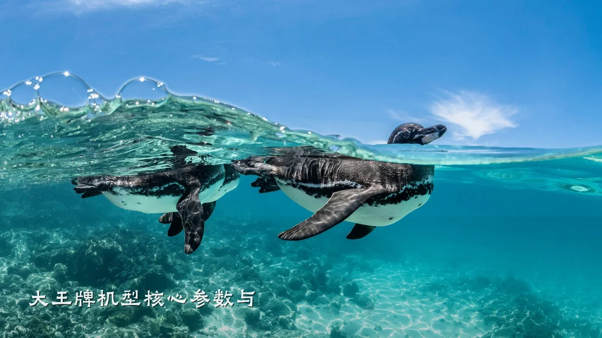 大王牌机型核心参数与