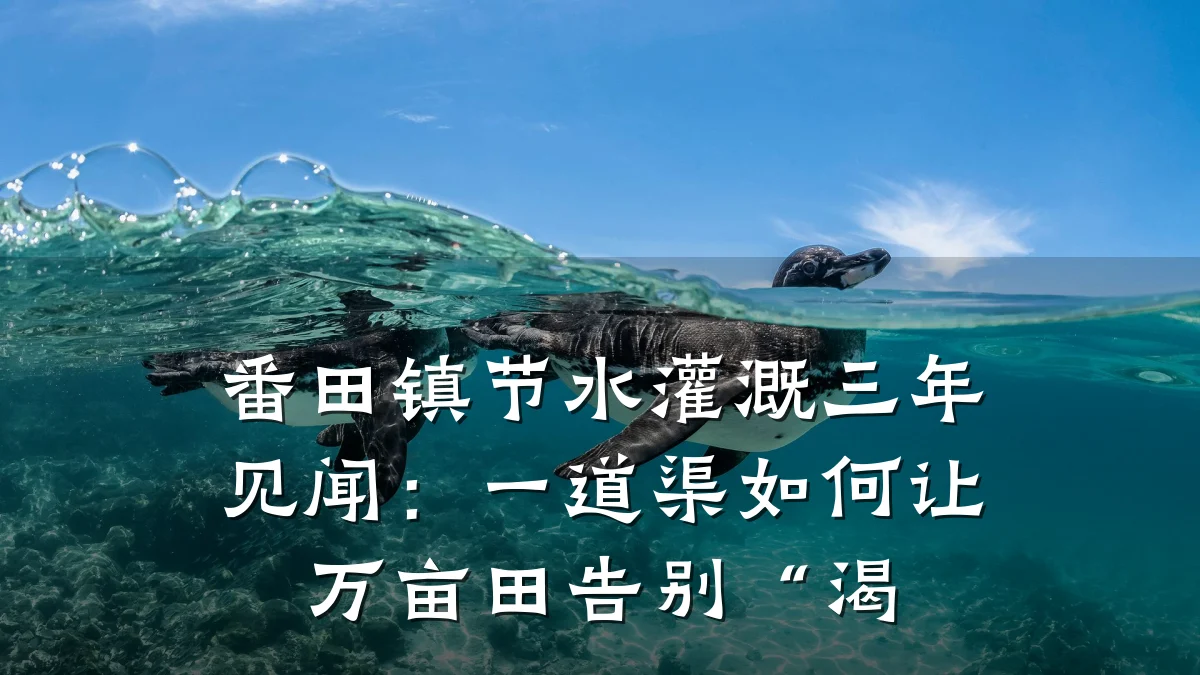 番田镇节水灌溉三年见闻:一道渠如何让万亩田告别“渴
