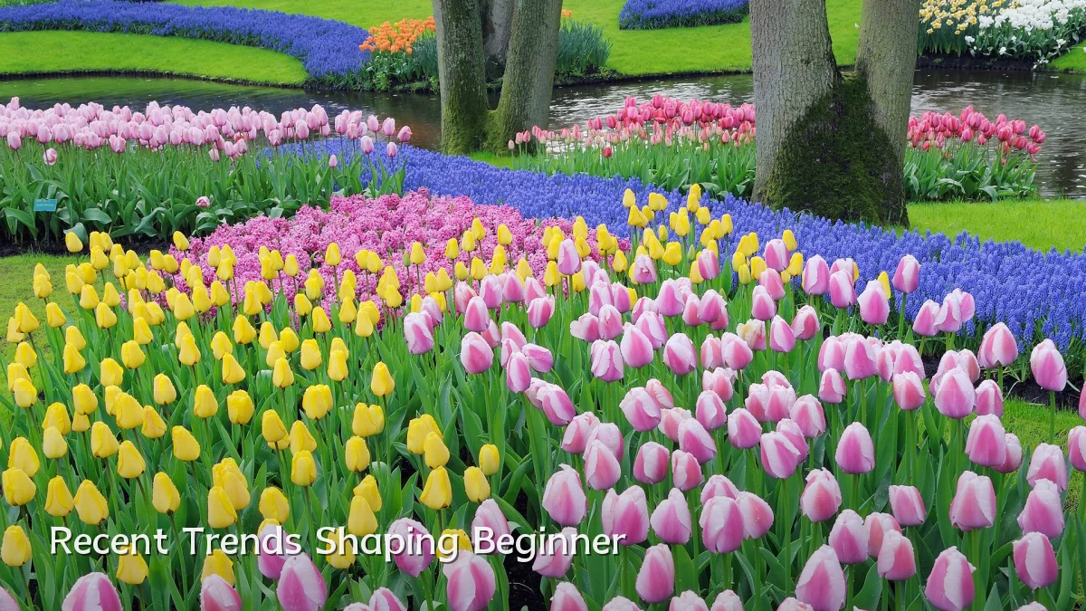 Recent Trends Shaping Beginner